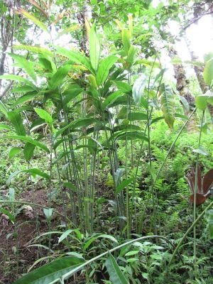 Plants de Galanga dans la forêt