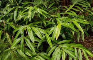 Plante de gingembre (Zingiber officinale)