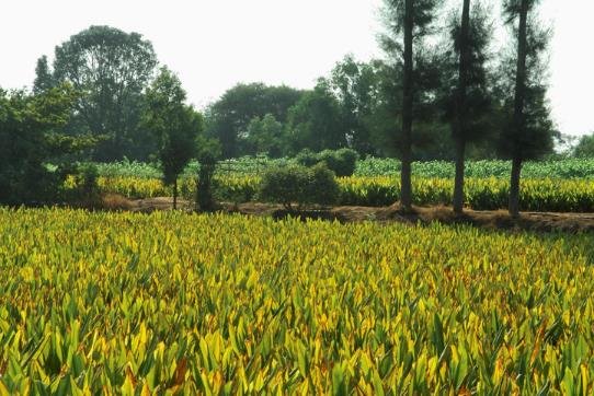 plantation de curcuma en Inde, plein air, arbre, plante, herbe